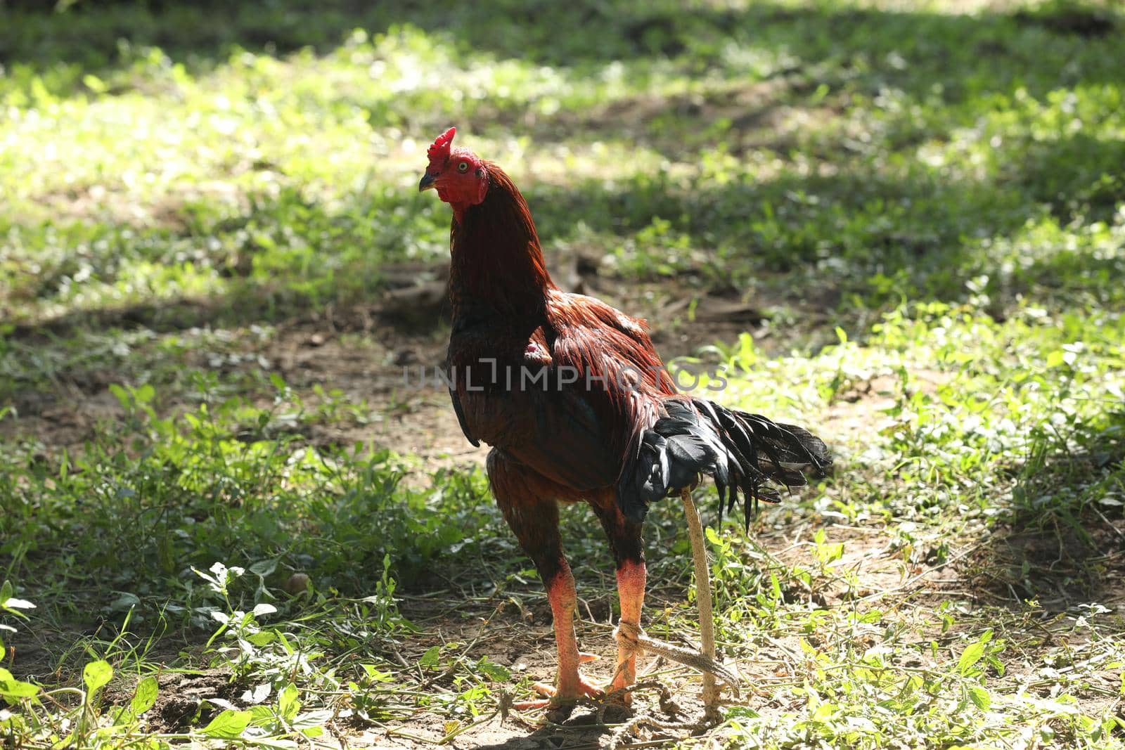 Indian Rooster at rural Home