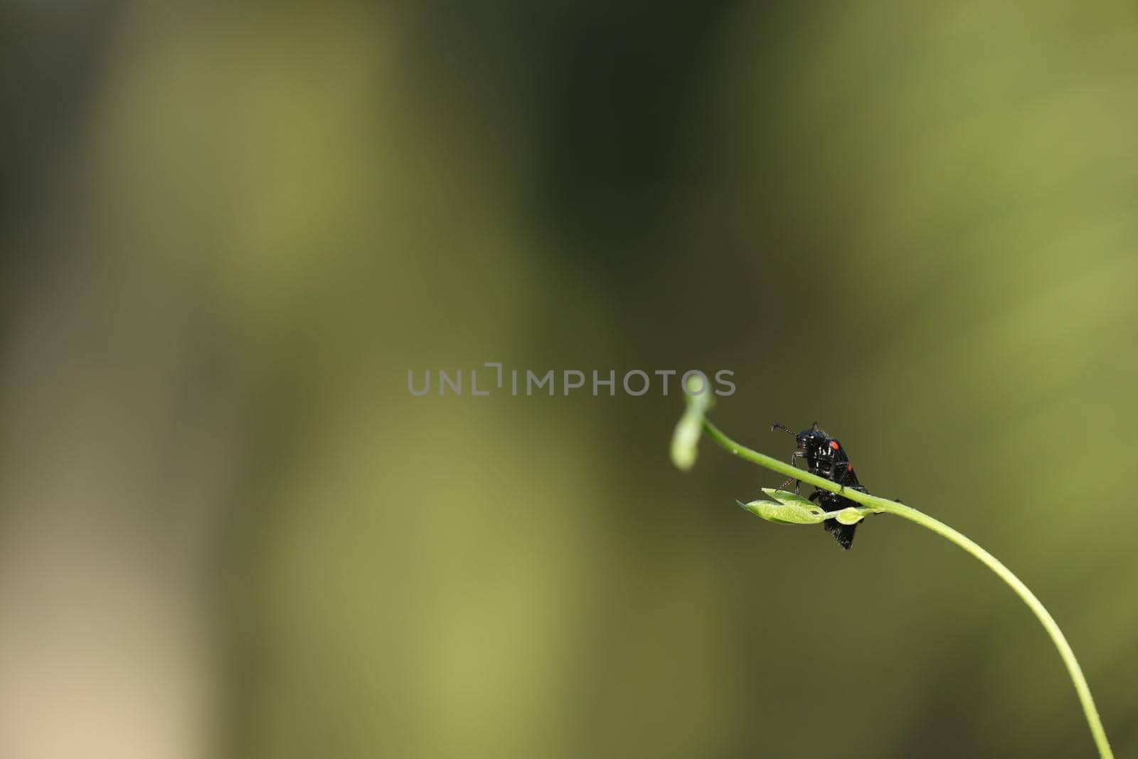 Rural Village area India by rajastills