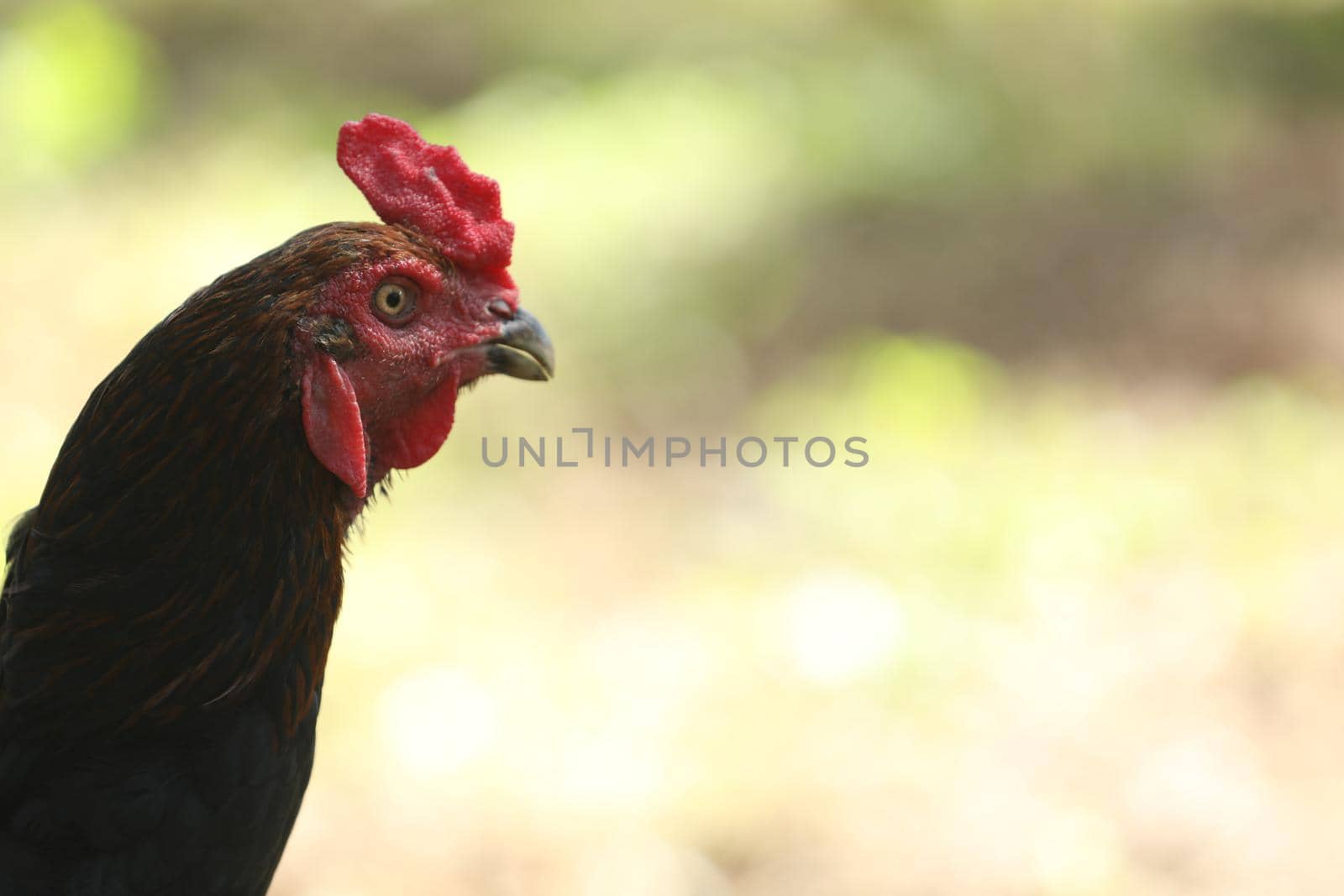 Indian Rooster at rural Home