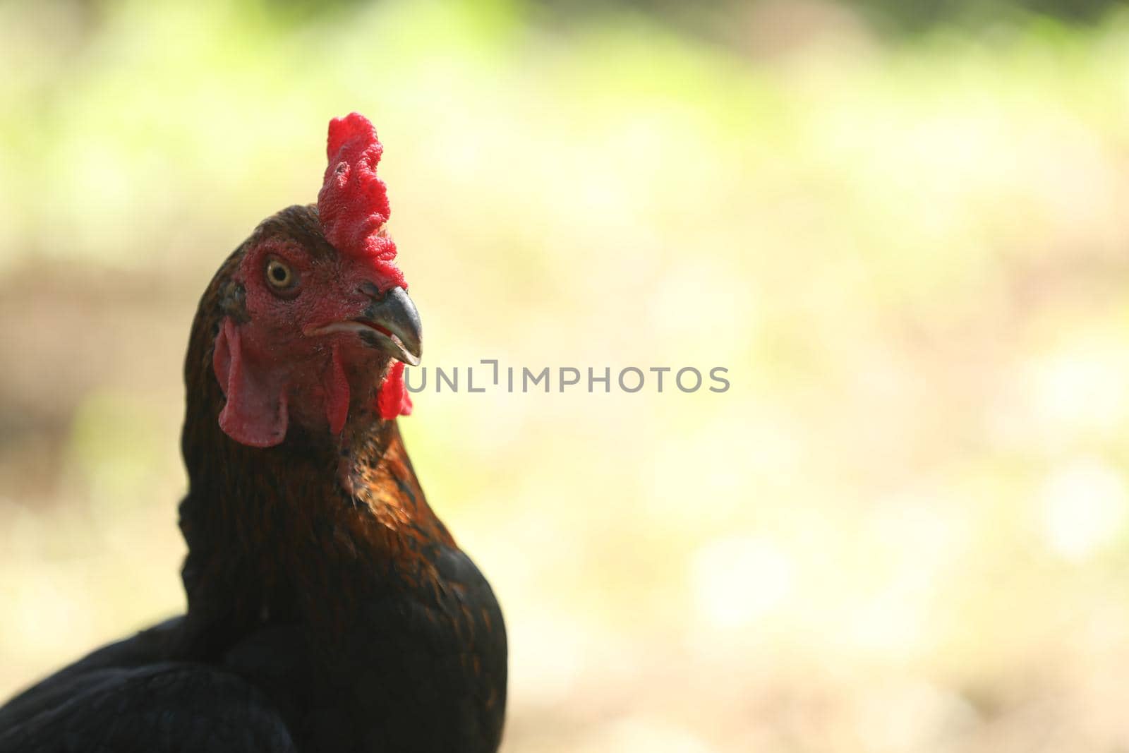 Indian Rooster at rural Home