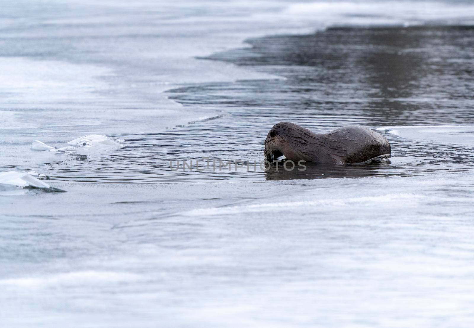 River Otters Saskatchewan by pictureguy