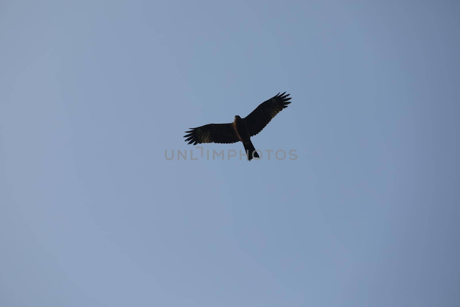 Bird Eagle by rajastills