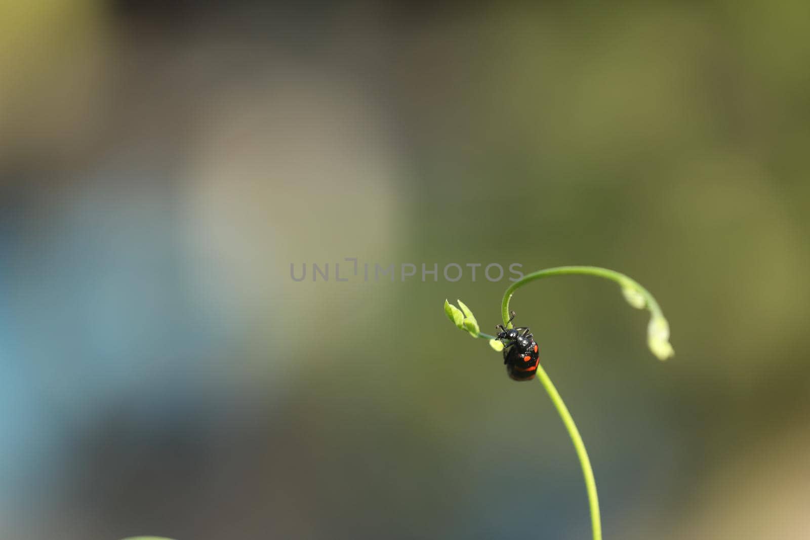 Rural Village area India by rajastills