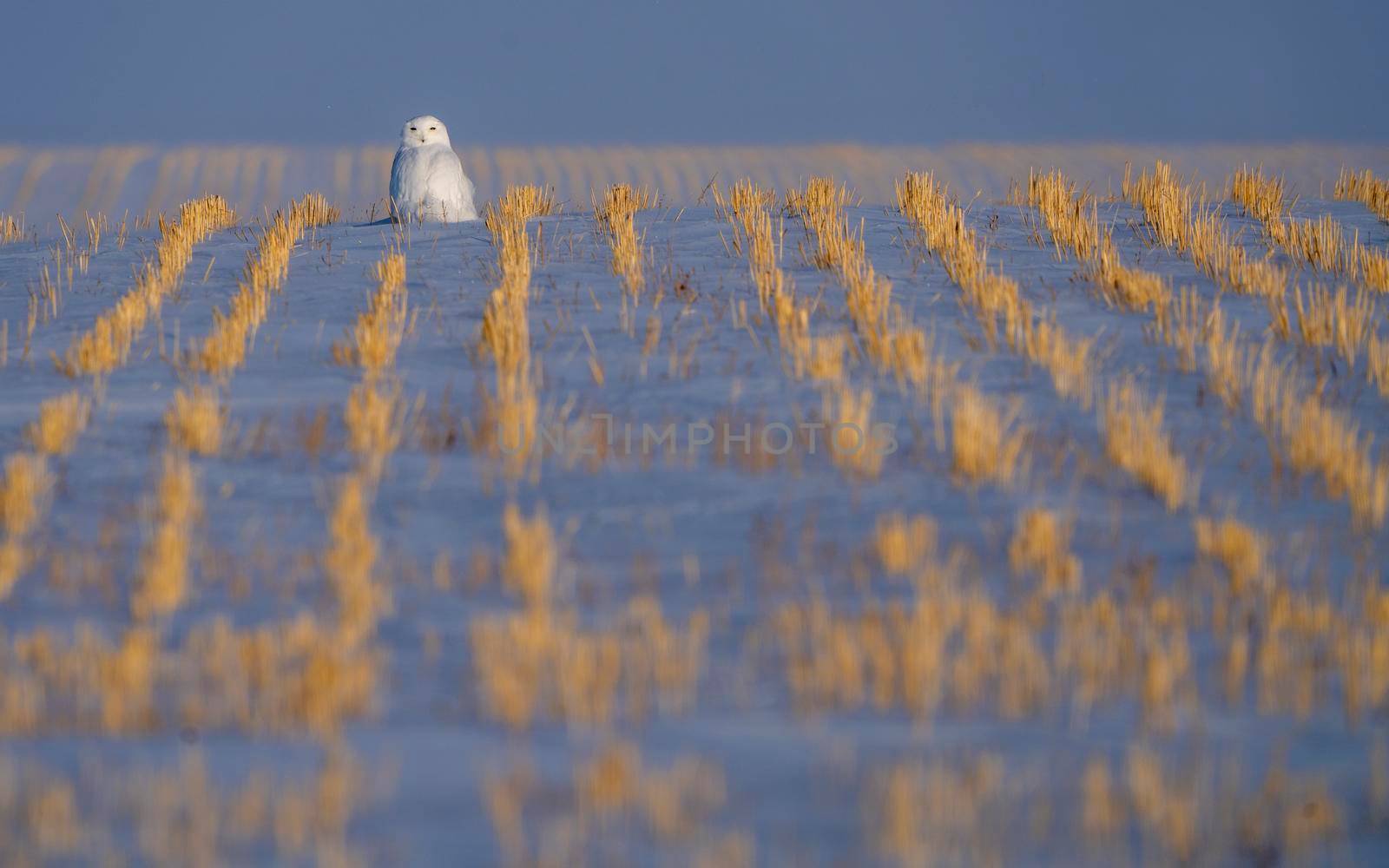 Snowy Owl in Prairies of Saskatchewan Canada