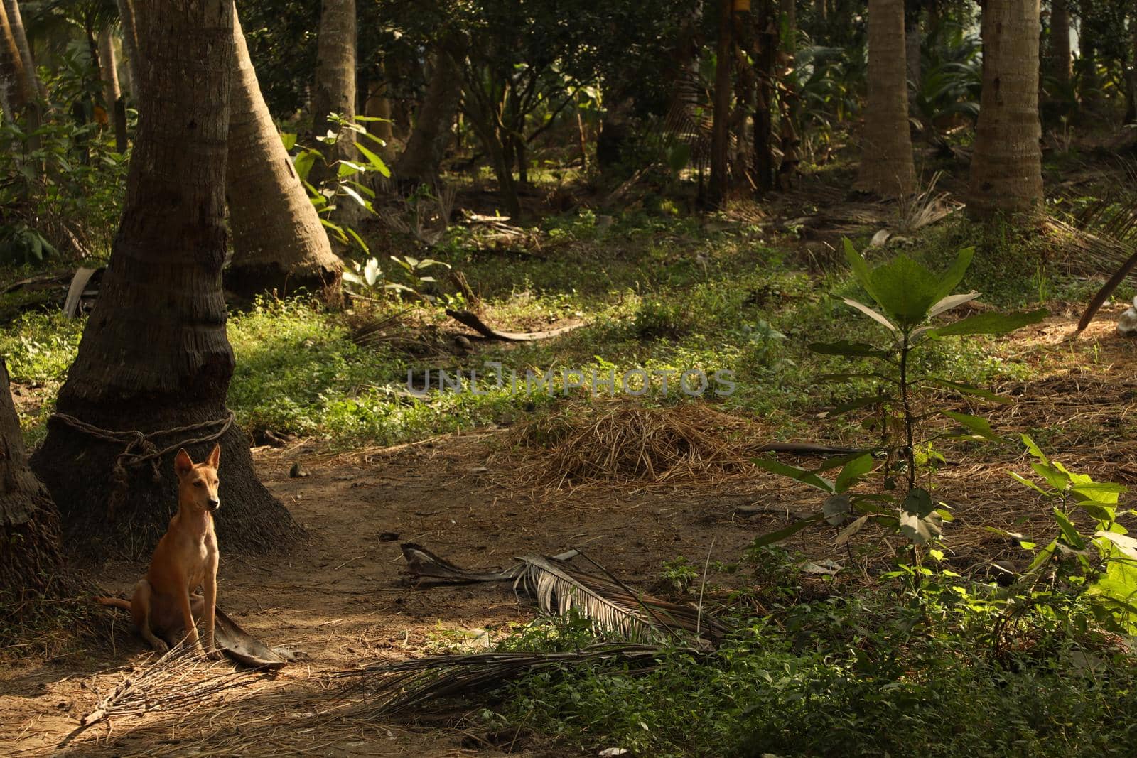 Rural Village area India by rajastills