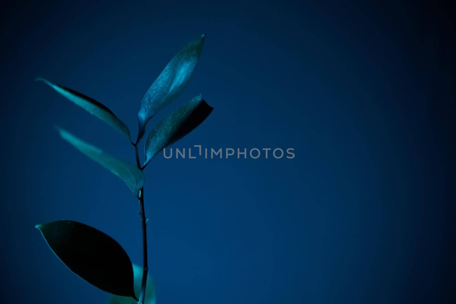 Glamor blue tropical leaves and shadow on dark blue background, art deco style, selective focus.