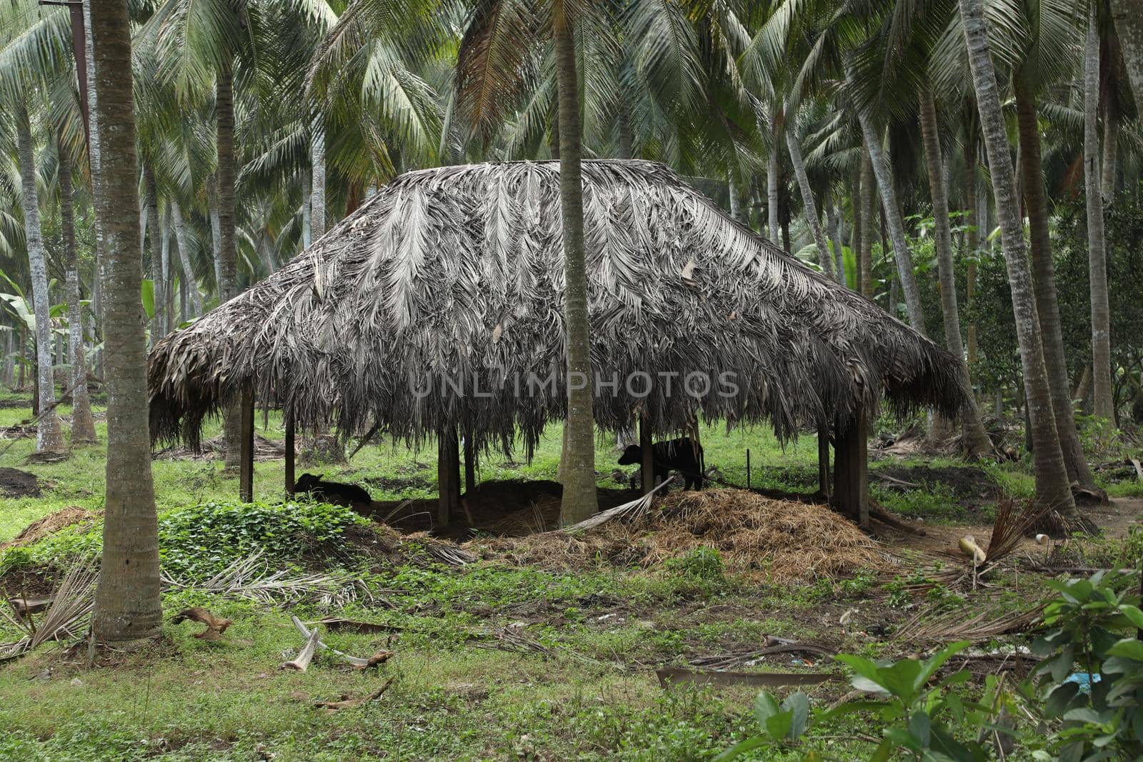 Rural Village area India by rajastills