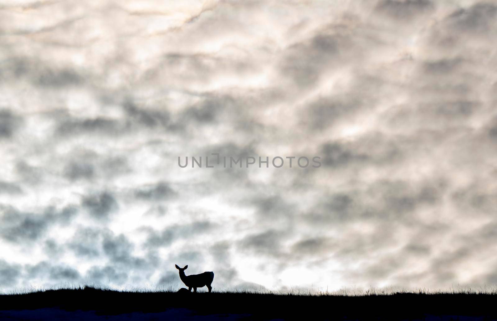 Deer on Hill Sky background clouds Prairie
