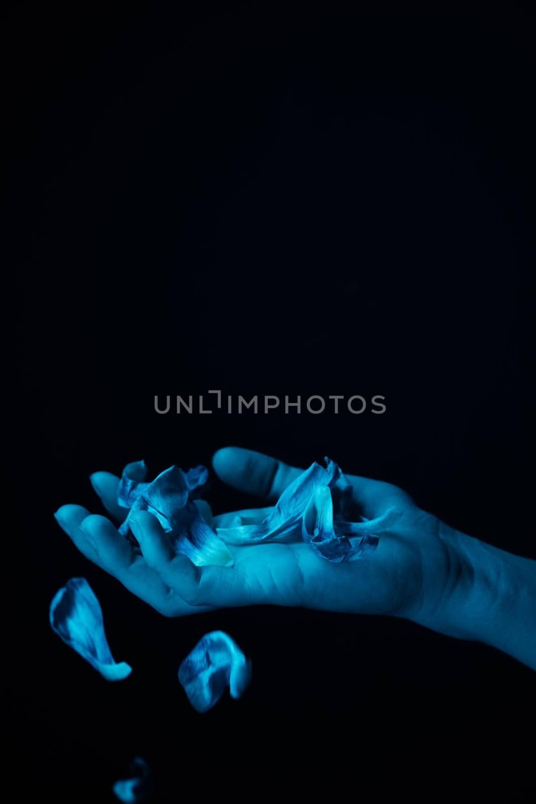 hand on a black background catches falling tulip petals