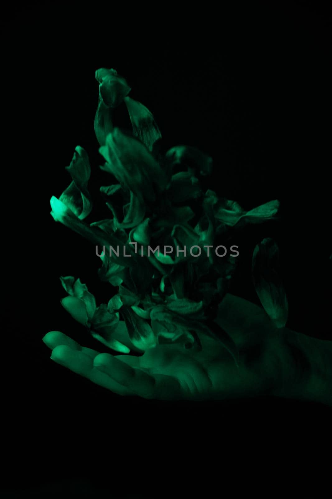 hand on a black background catches falling tulip petals