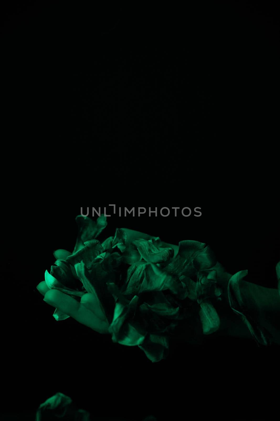 hand on a black background catches falling tulip petals