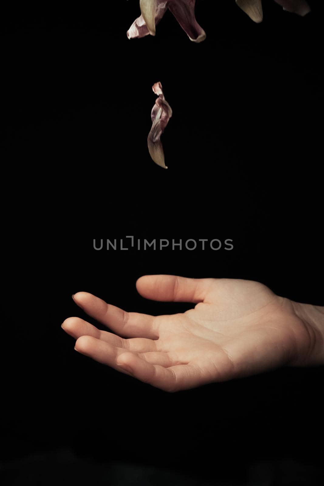 hand on a black background catches falling tulip petals