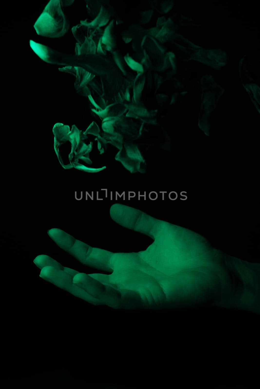 hand on a black background catches falling tulip petals