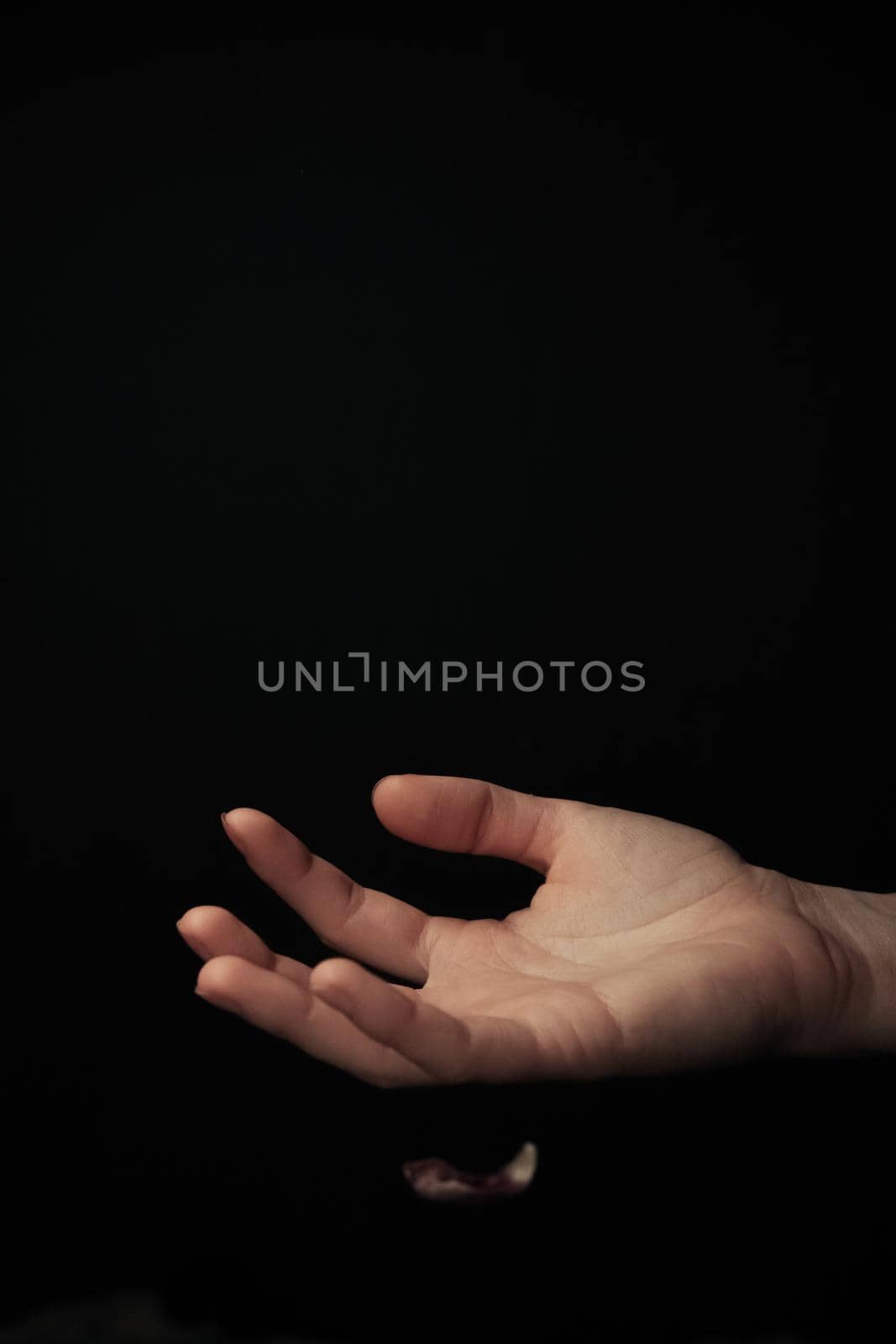 hand on a black background catches falling tulip petals