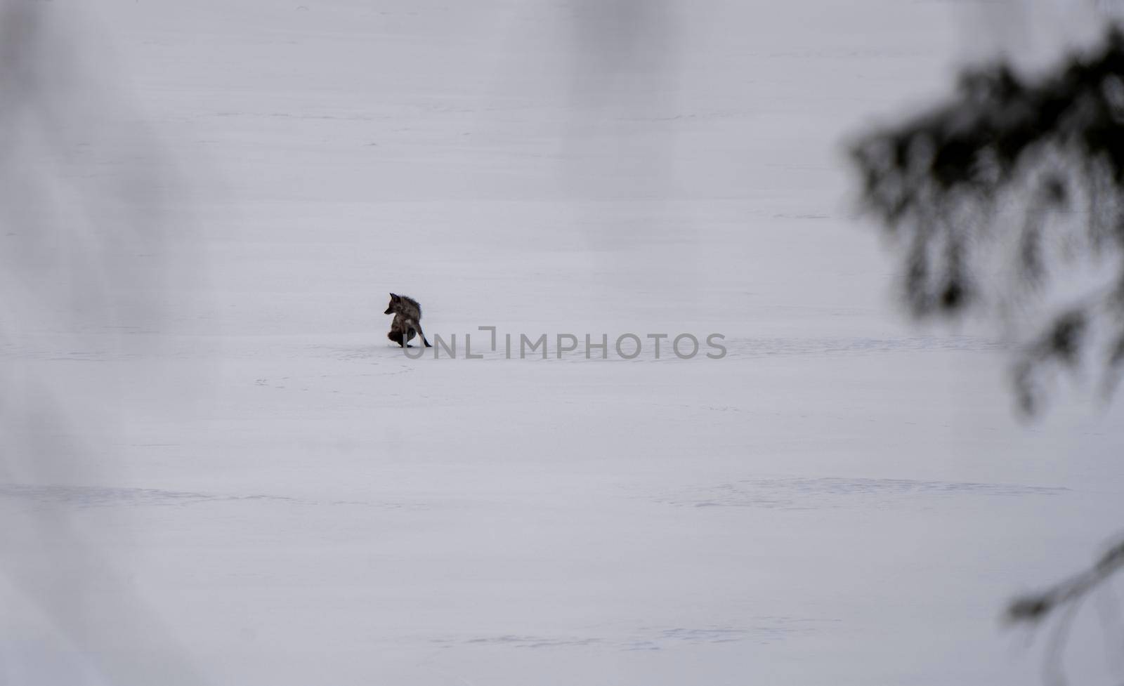 Black Wolf on Lake by pictureguy
