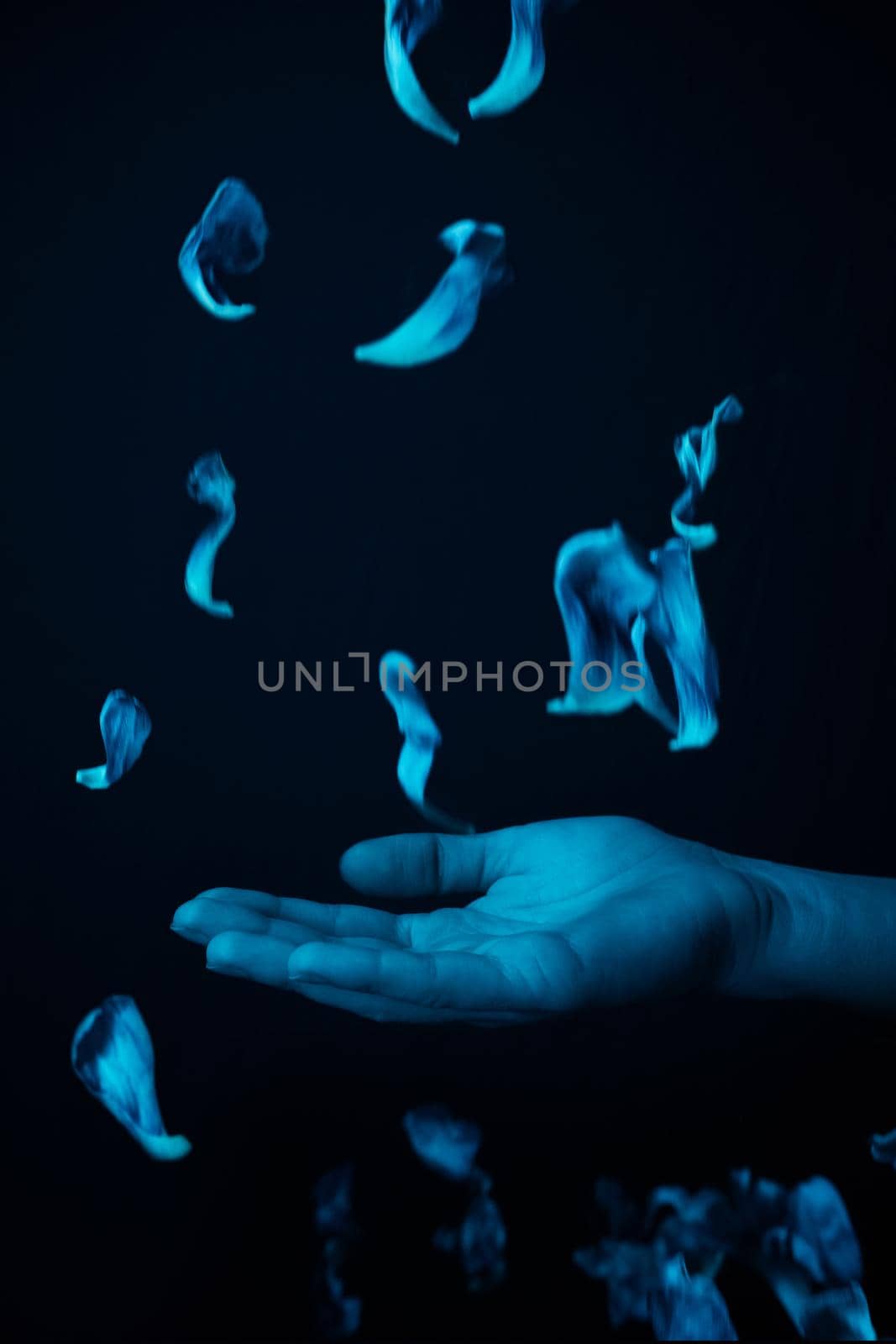 hand on a black background catches falling tulip petals