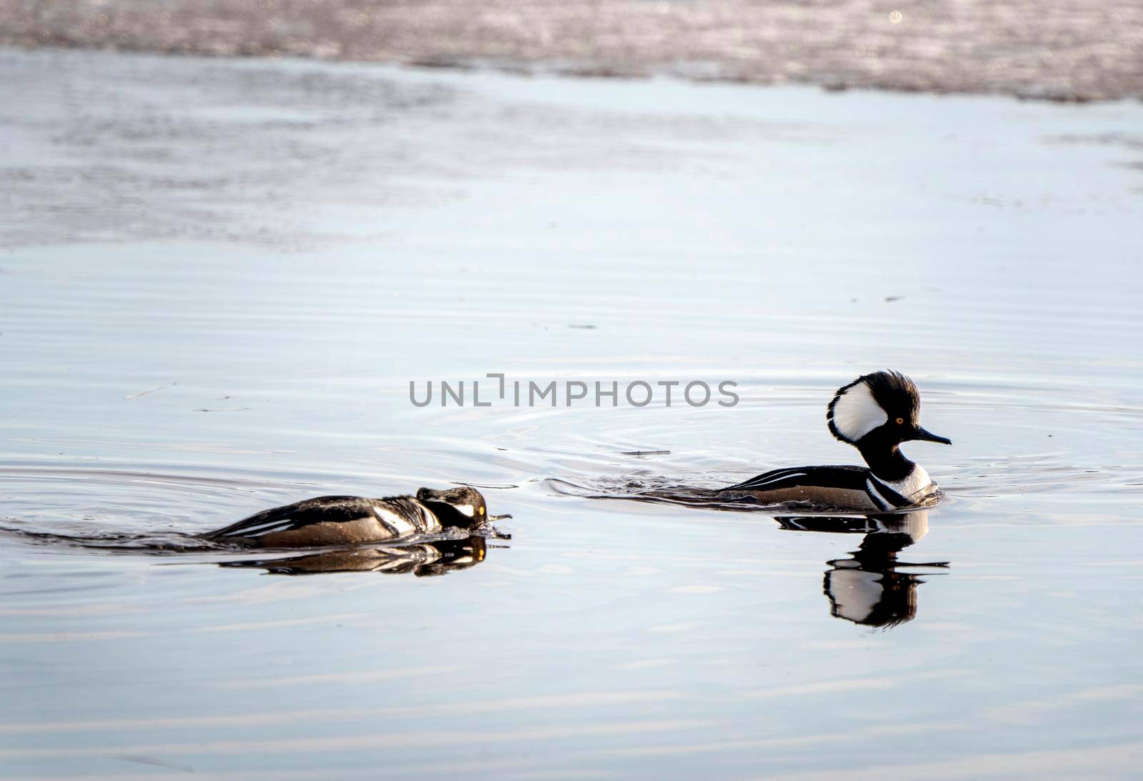 Hooded Merganser Ducks by pictureguy