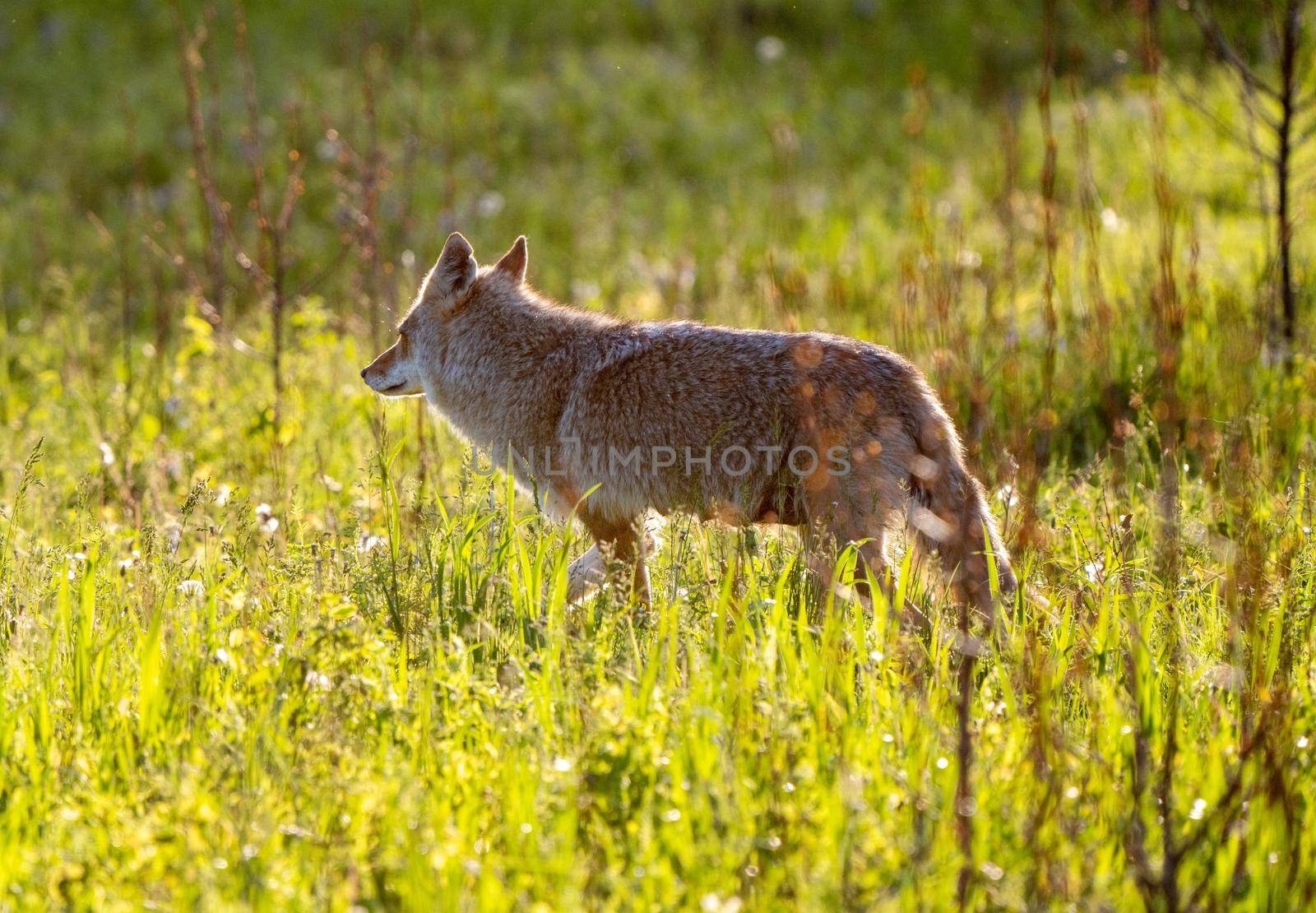 Coyote in Saskatchewan sunset light end of Day