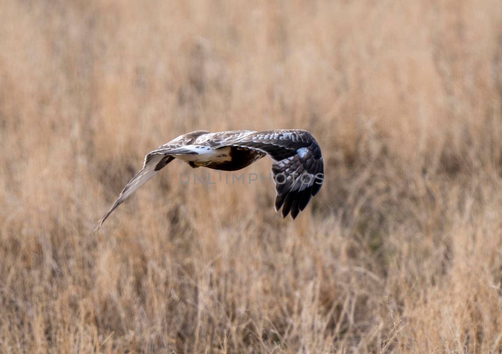 Hawk in Saskatchewan by pictureguy