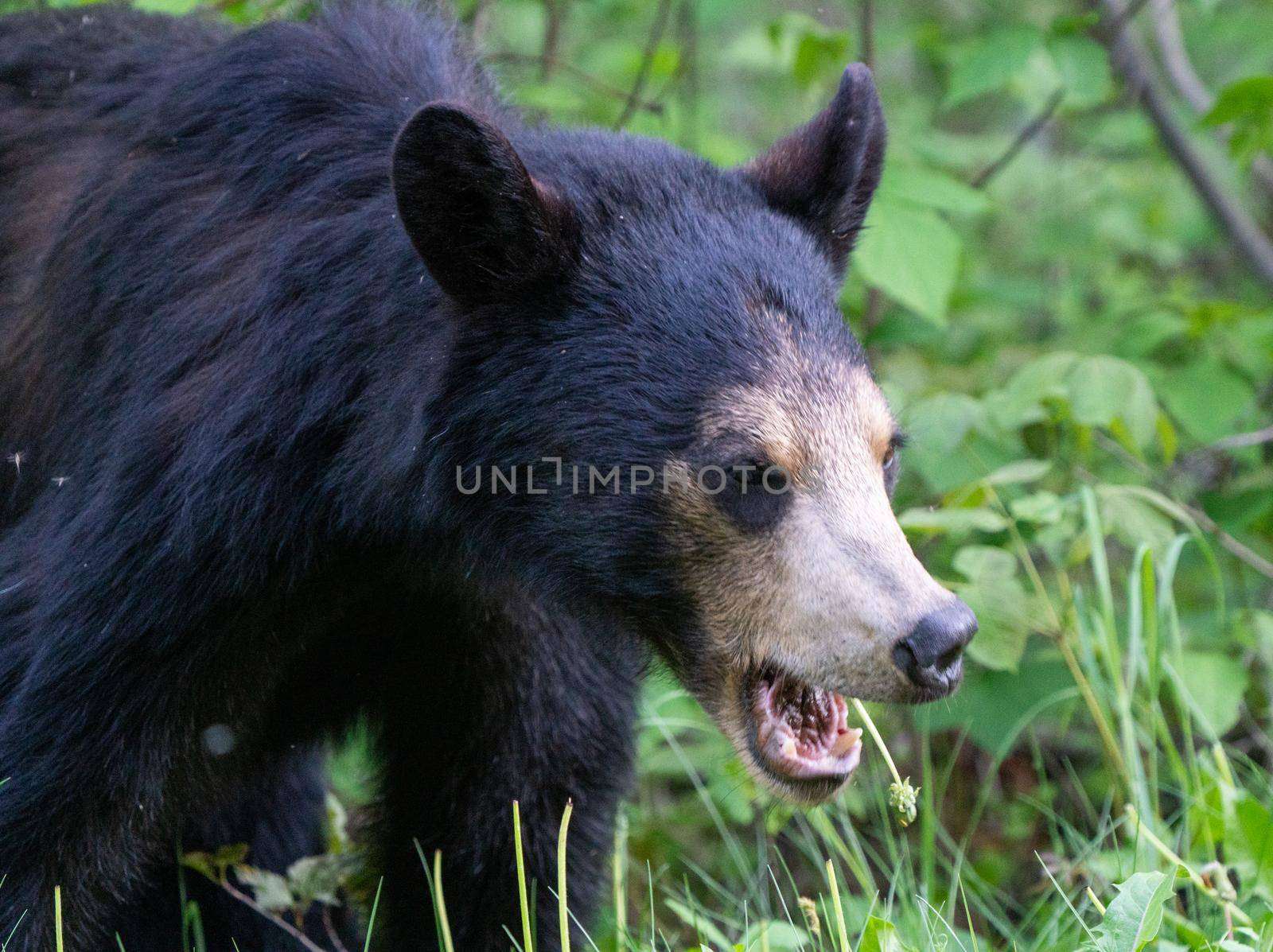 Black Bear Northern Canada Saskatchewan Spring Wild