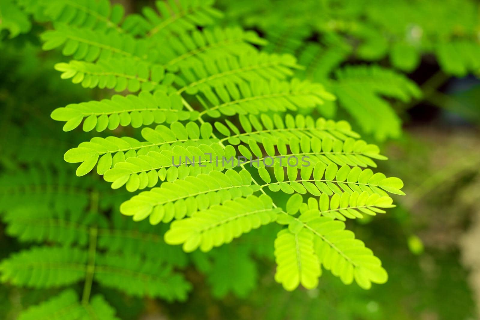 Green leaves of tropic acacia tree. Close up tropic background