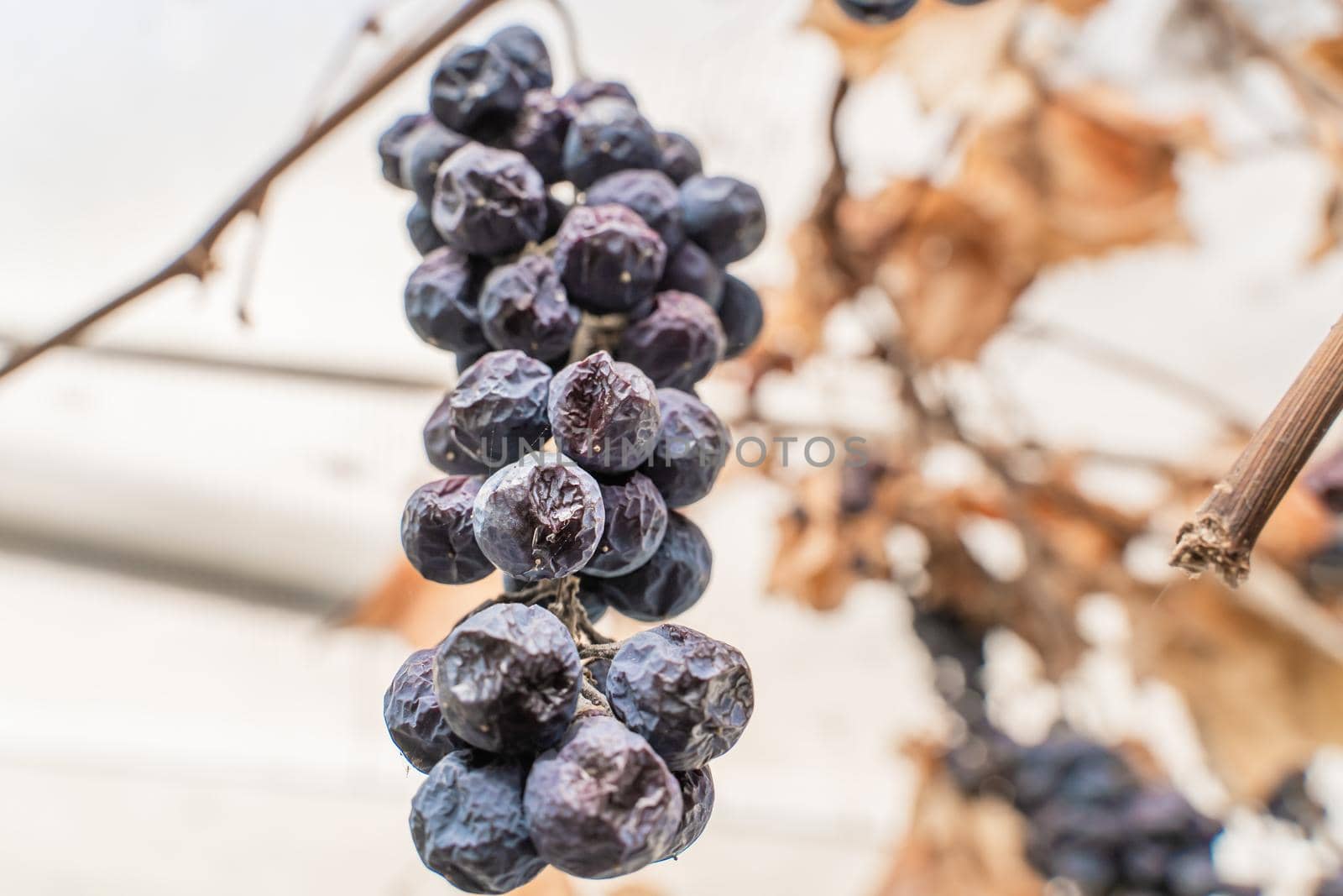 Lost harvest of blue grapes. Wrinkled withered grapes close up. A bunch of tall frozen grapes