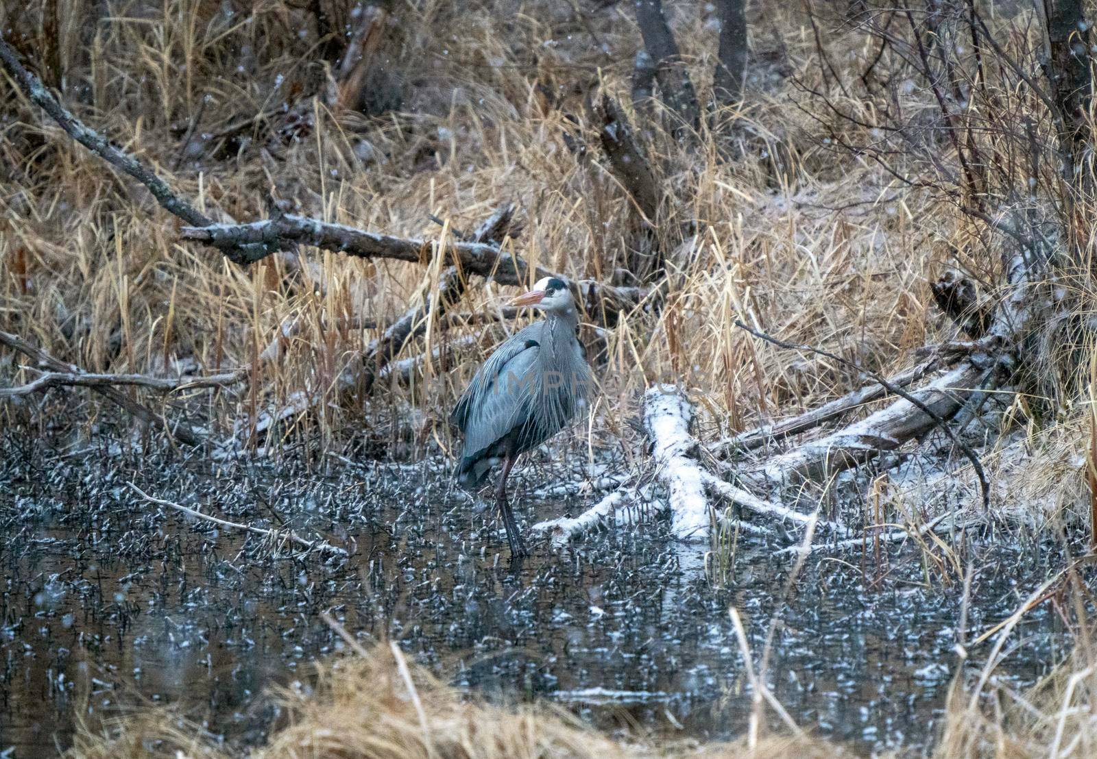 Great Blue Heron with Fish in mouth Pike