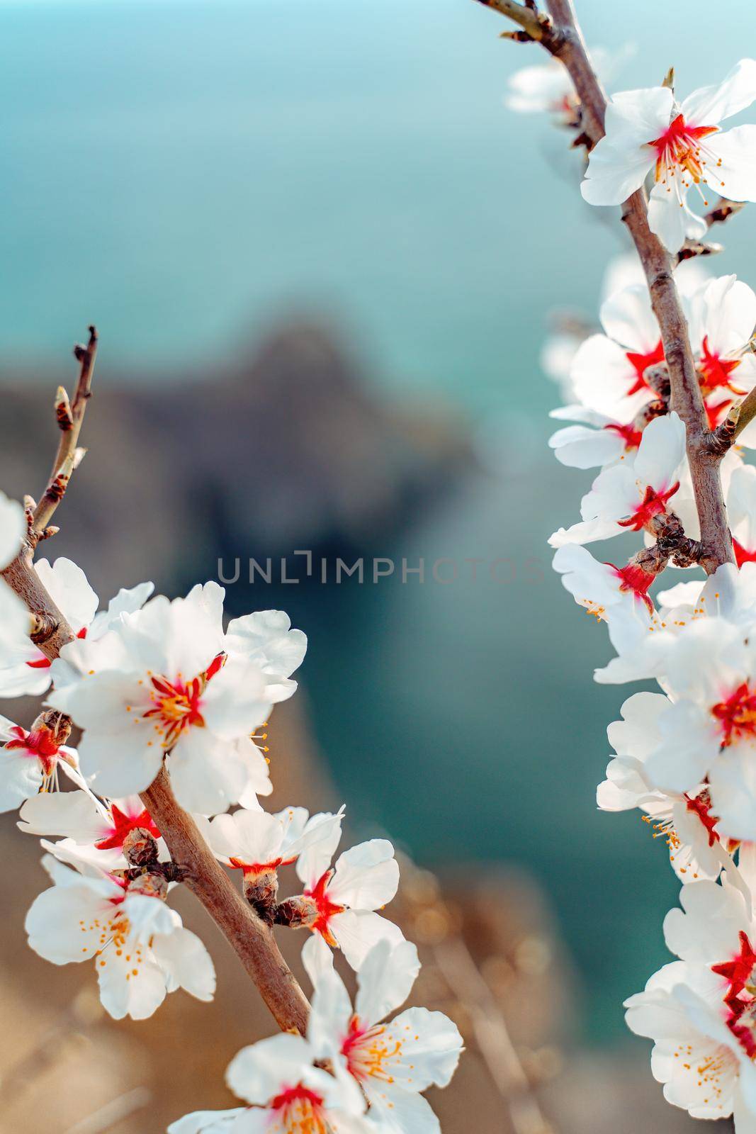 Flowering almond branches with white flowers against the blue sea by Matiunina