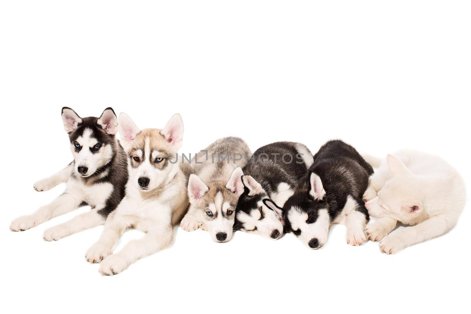 Group of puppies breed the Huskies isolated on white background. The most charismatic puppies