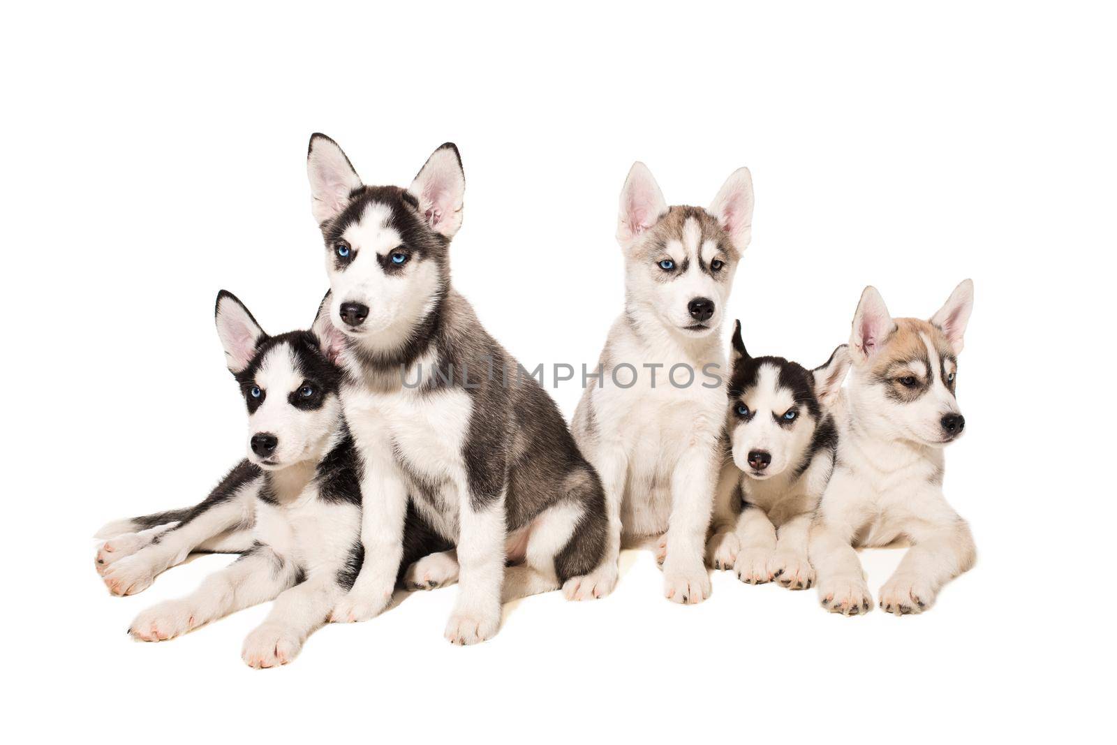 Group of puppies breed the Huskies isolated on white background. The most charismatic puppies