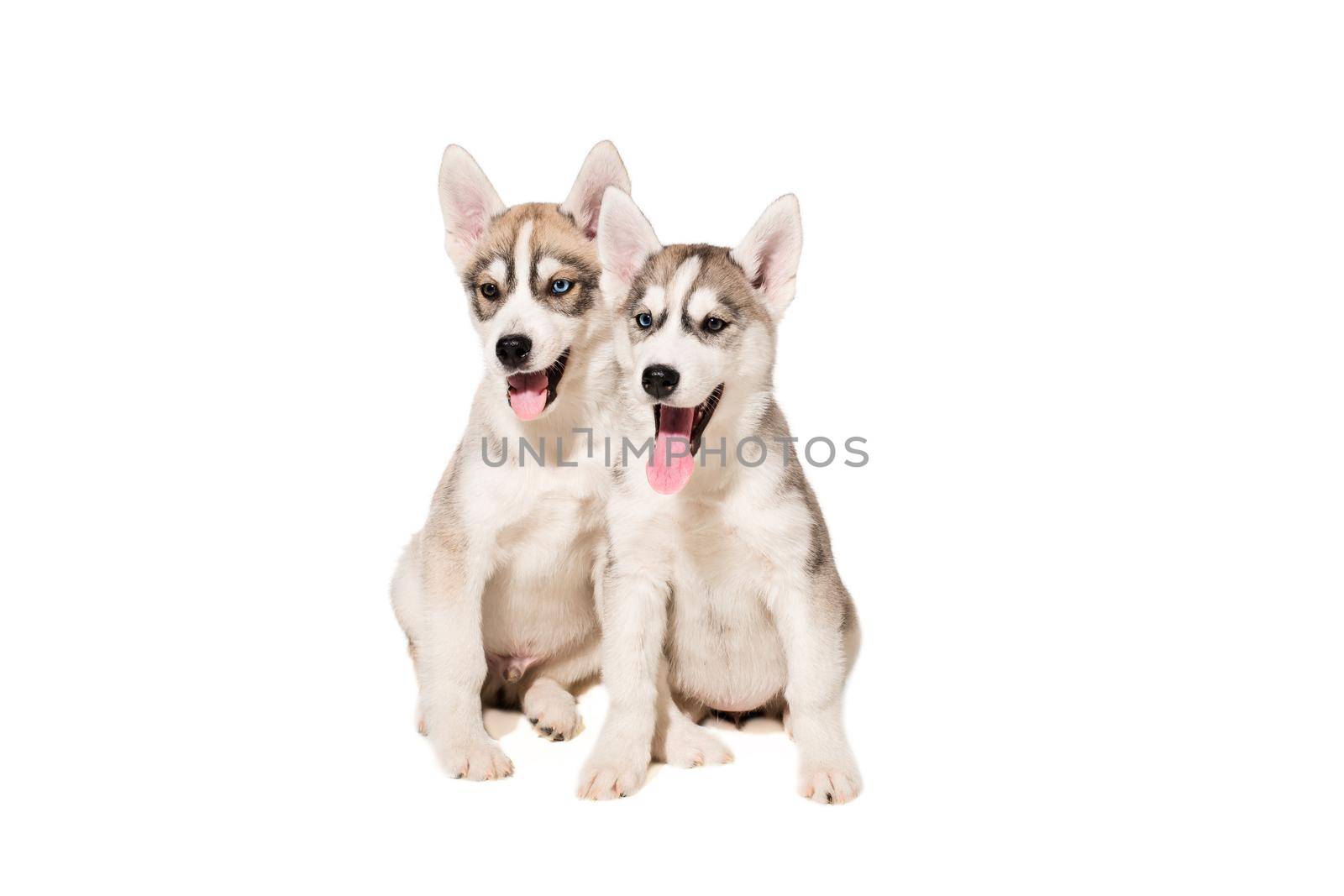 Two puppies breed the Huskies isolated on white background by nazarovsergey