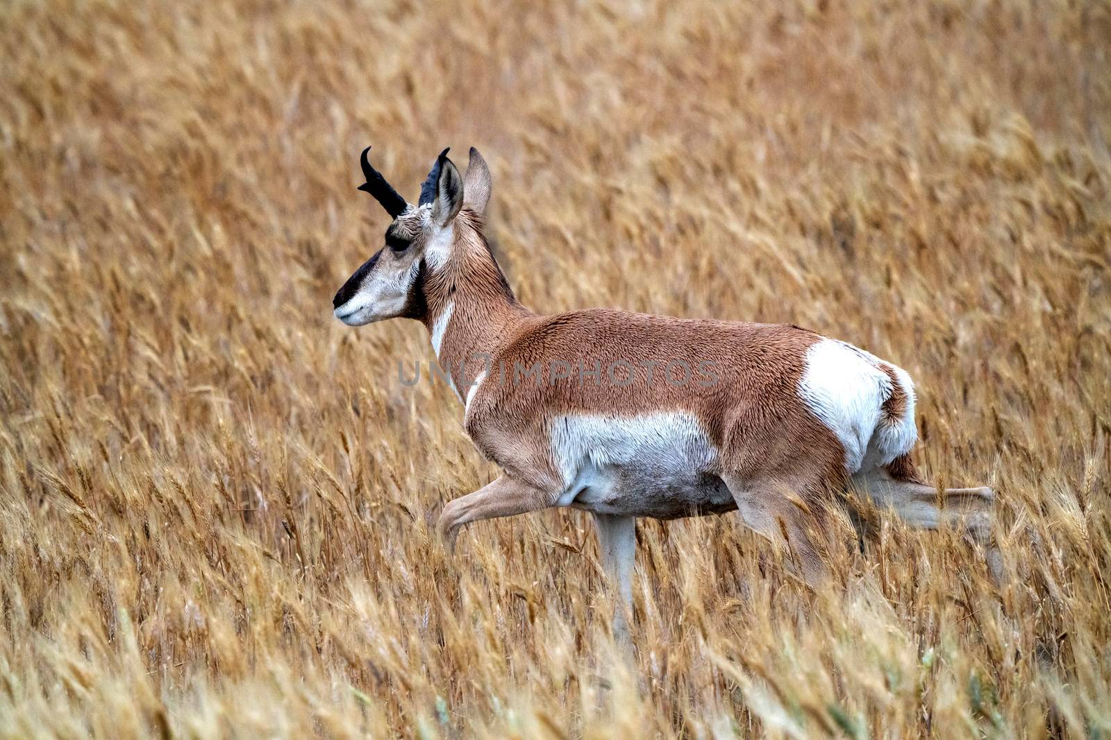 Pronghorn Antelope Prairie Canada by pictureguy