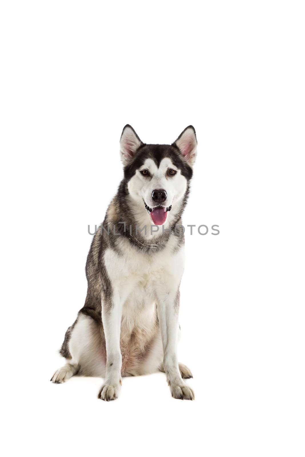Alaskan Malamute sitting in front of white background. Dog sitting and looking at the camera