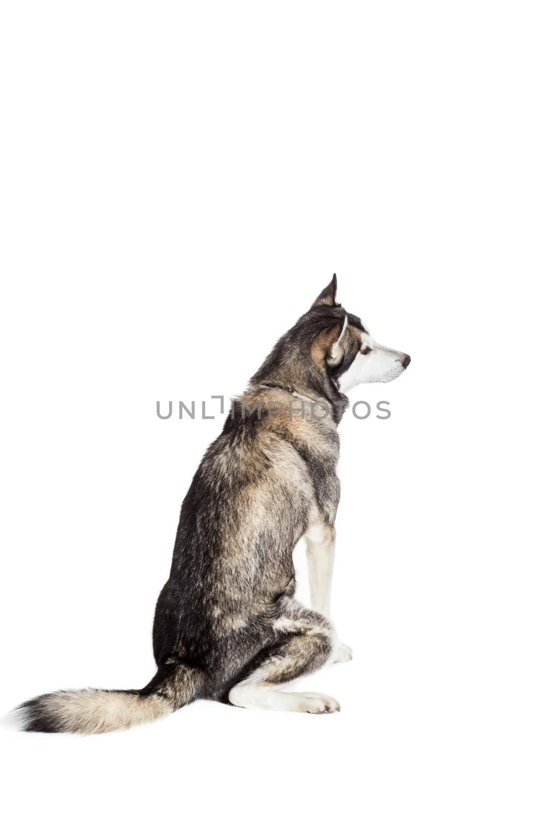 Alaskan Malamute sitting in front of white background. Dog sitting with his back to the camera