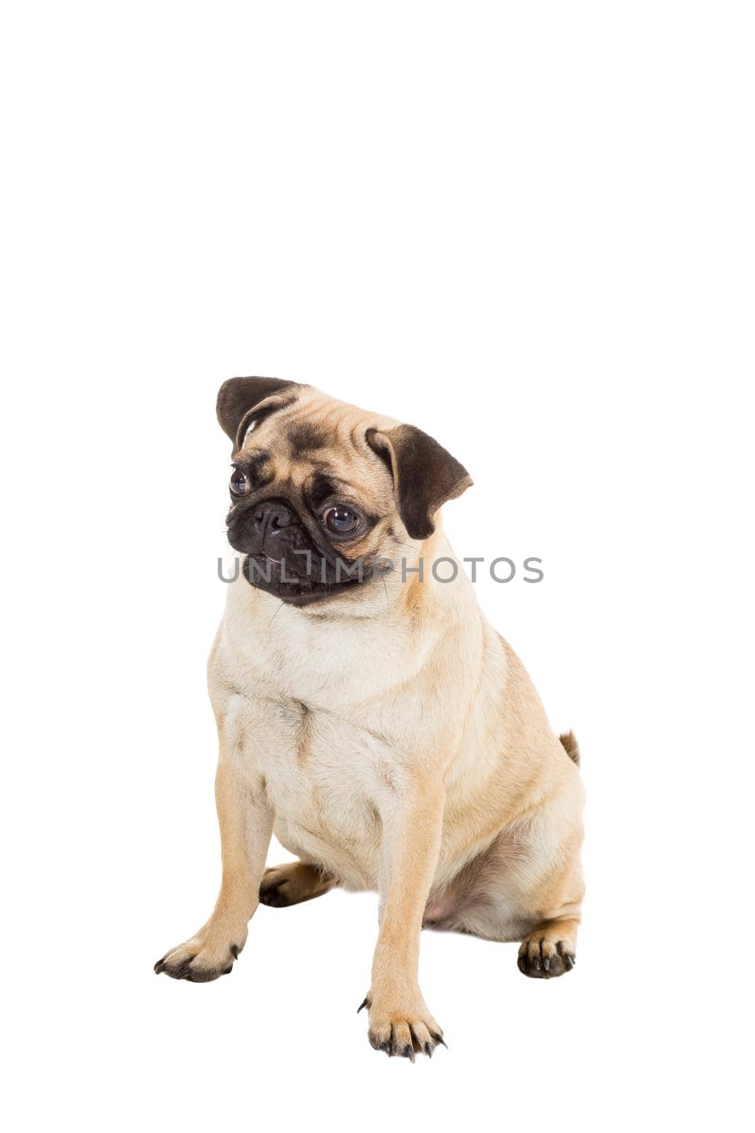 Pug dog isolated on white background. He is sitting watching with interest