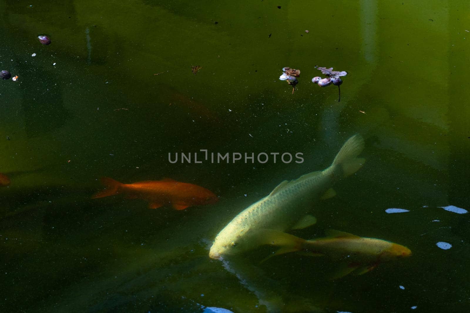 The fish swims in the water. by Serhii_Voroshchuk