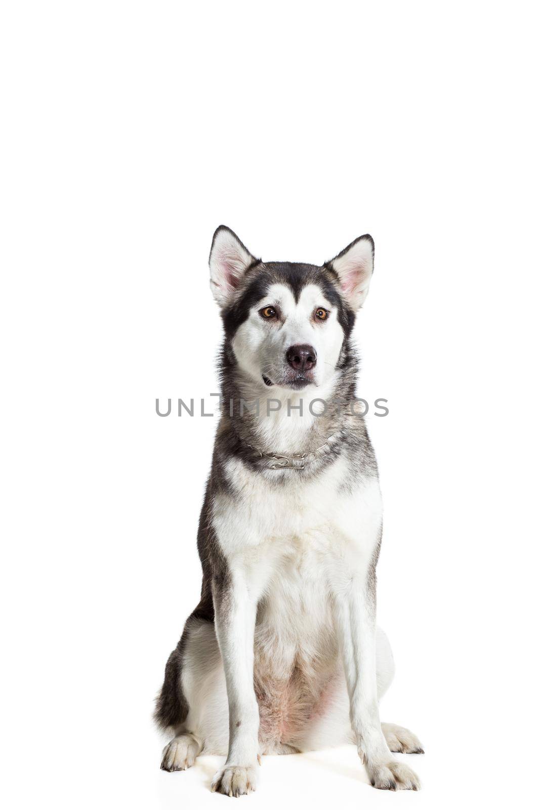 Alaskan Malamute sitting in front of the camera, isolated on white. Beautiful dog