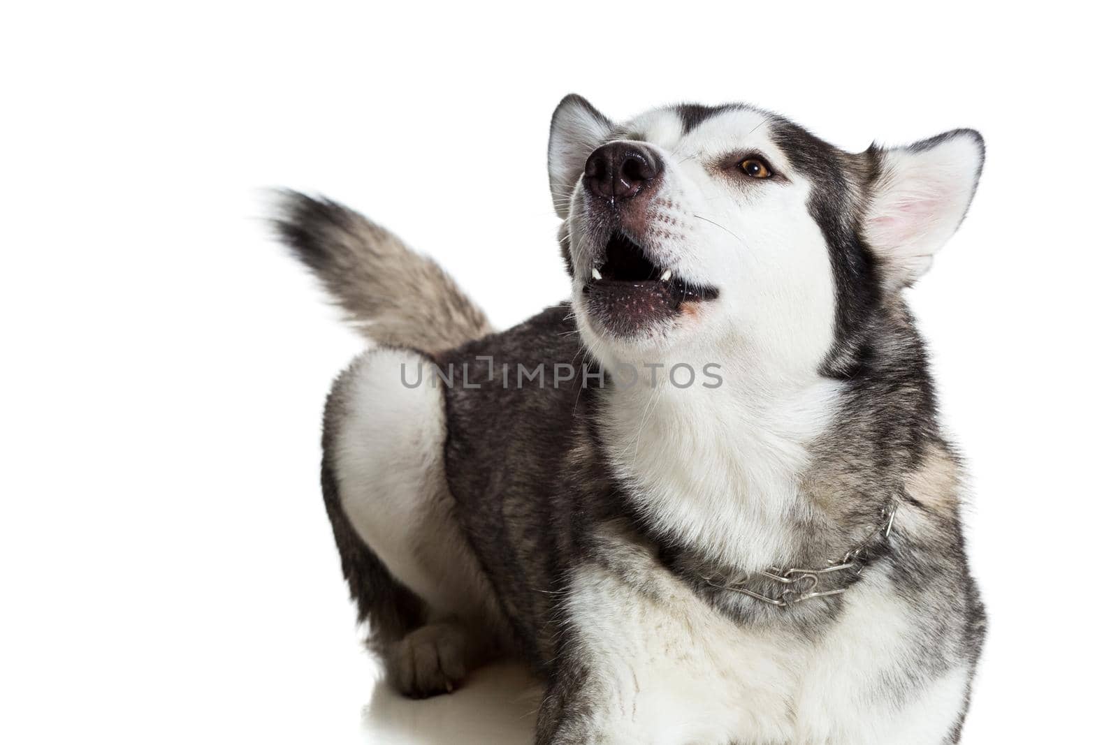 Alaskan Malamute sitting in front of white background. Dog lying on the floor