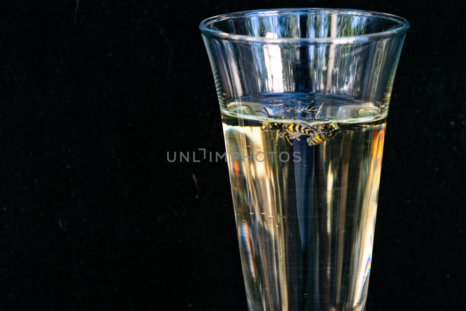 Wasp swims in a glass of champagne on a black background. Close up