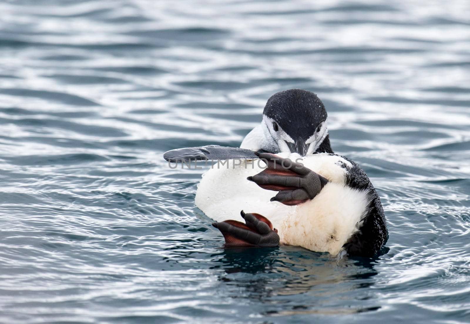 Chinstrap penguin cleaning feather in water. High quality photo