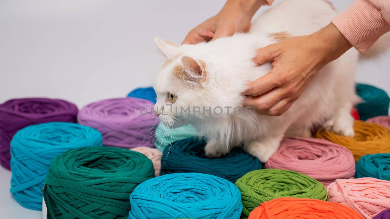 Close-up of a whiting fluffy cat among multicolored cotton skeins. by mrwed54