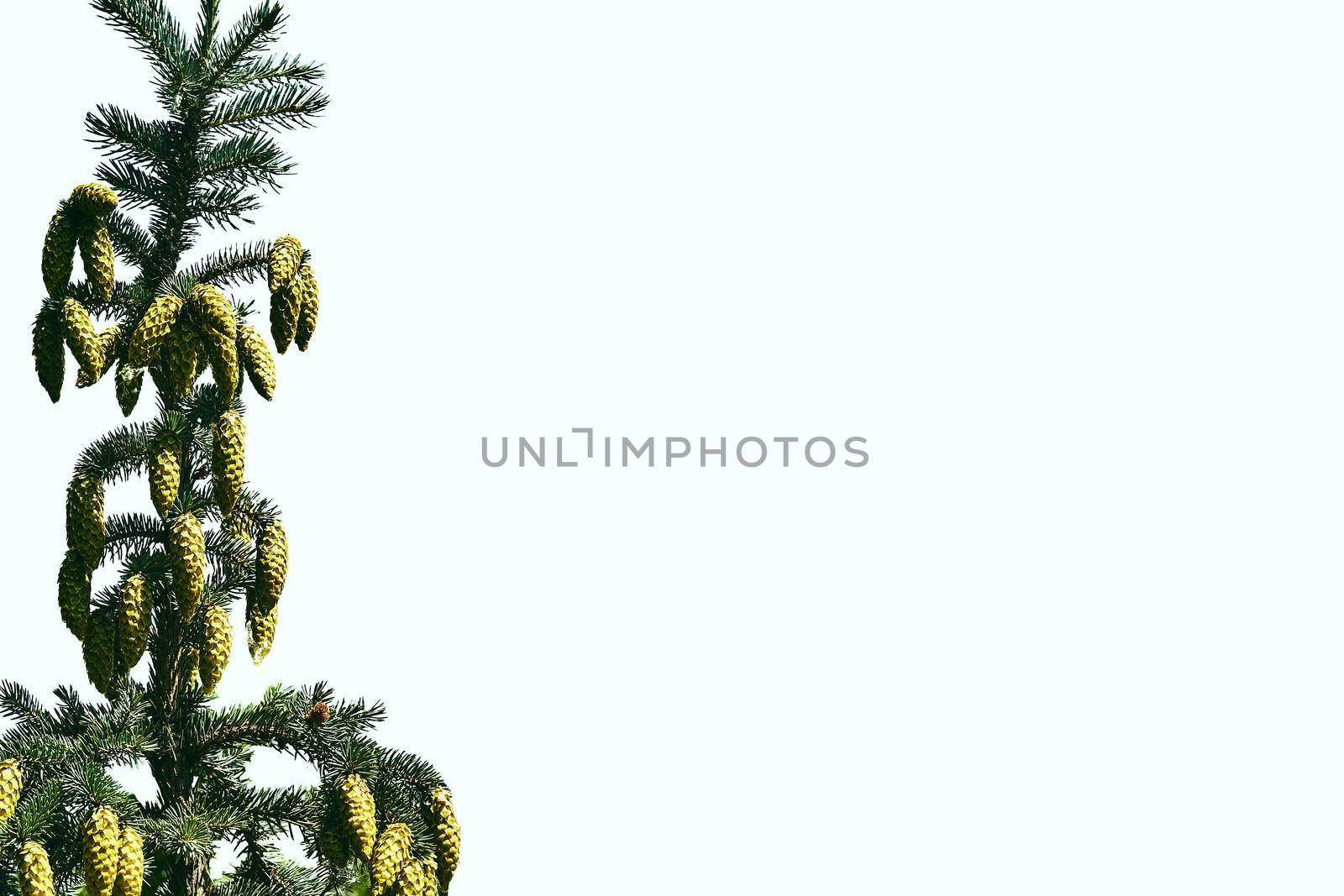 Christmas tree green branch isolated with cones by jovani68