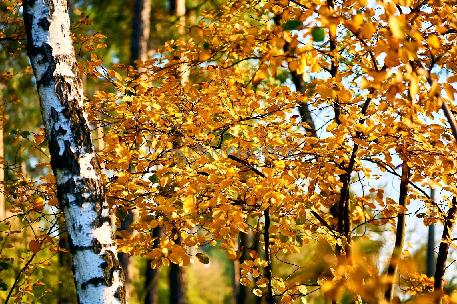 White birch and bright autumn leaves on a sunny day by jovani68