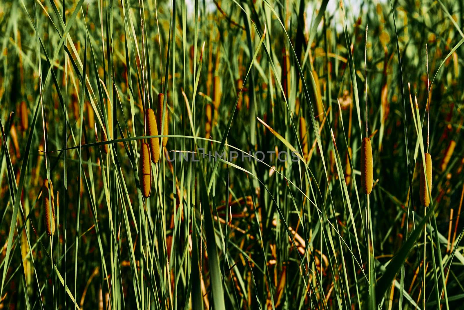 Dense green thickets with brown river reeds by jovani68