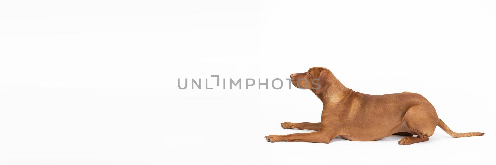 Panoramic view. Female dog lies isolated from white background with closed muzzle. Hungarian Shorthaired Pointed Pointed Dog - hunting dog.