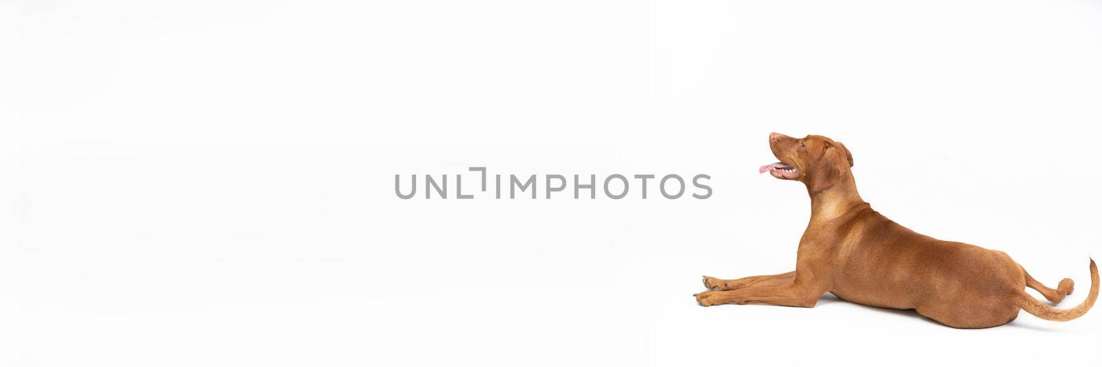 Panoramic view. Dog isolated from the background. Female dog lies with open muzzle isolated from background. Hungarian shorthaired gelding - hunting dog.