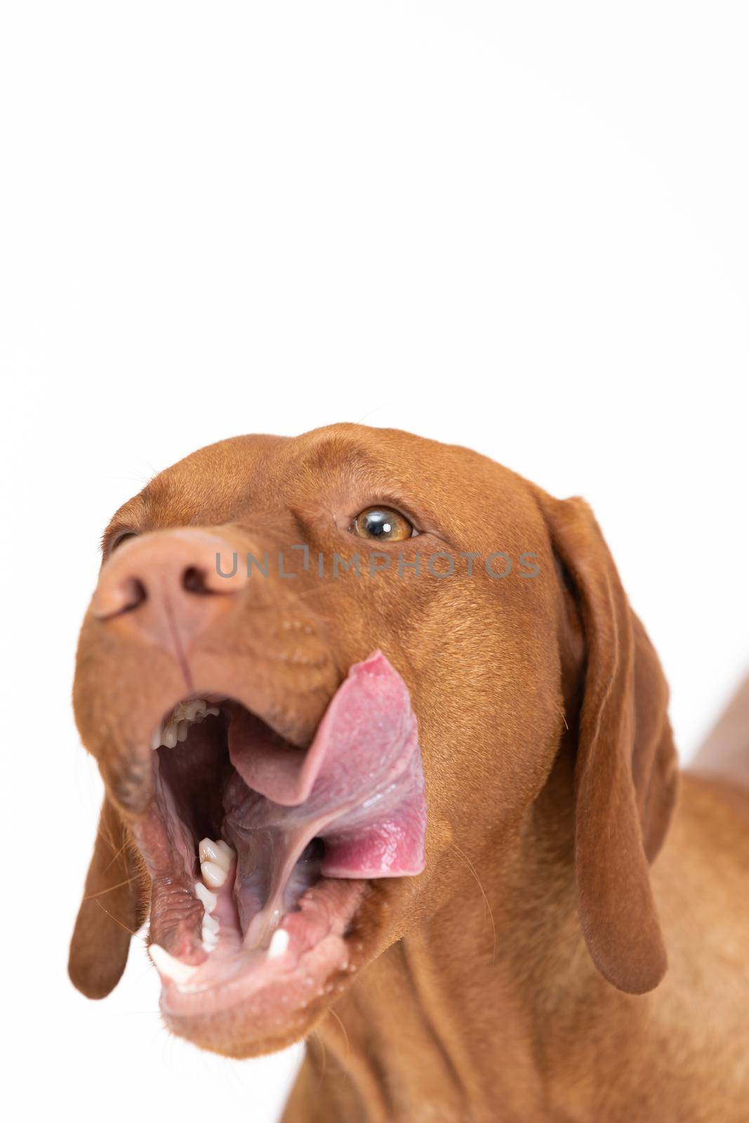 Dog licking. The Hungarian Shorthaired Pointed Dog the ideal hunting animal for hunters. Close-up view of the very head of a purebred female dog.