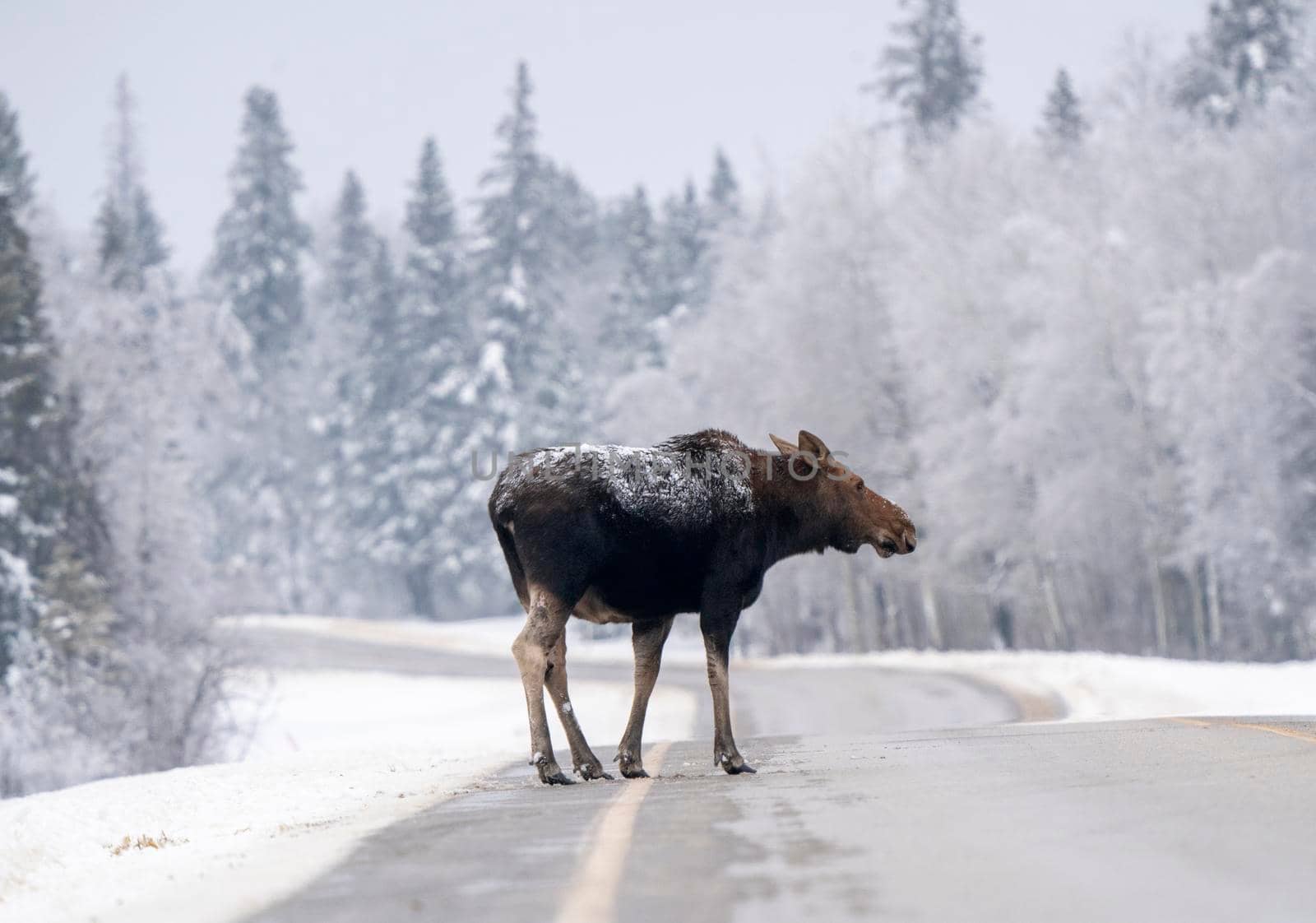 Moose in the Snow in Riding Mountain Provincial Park Canada