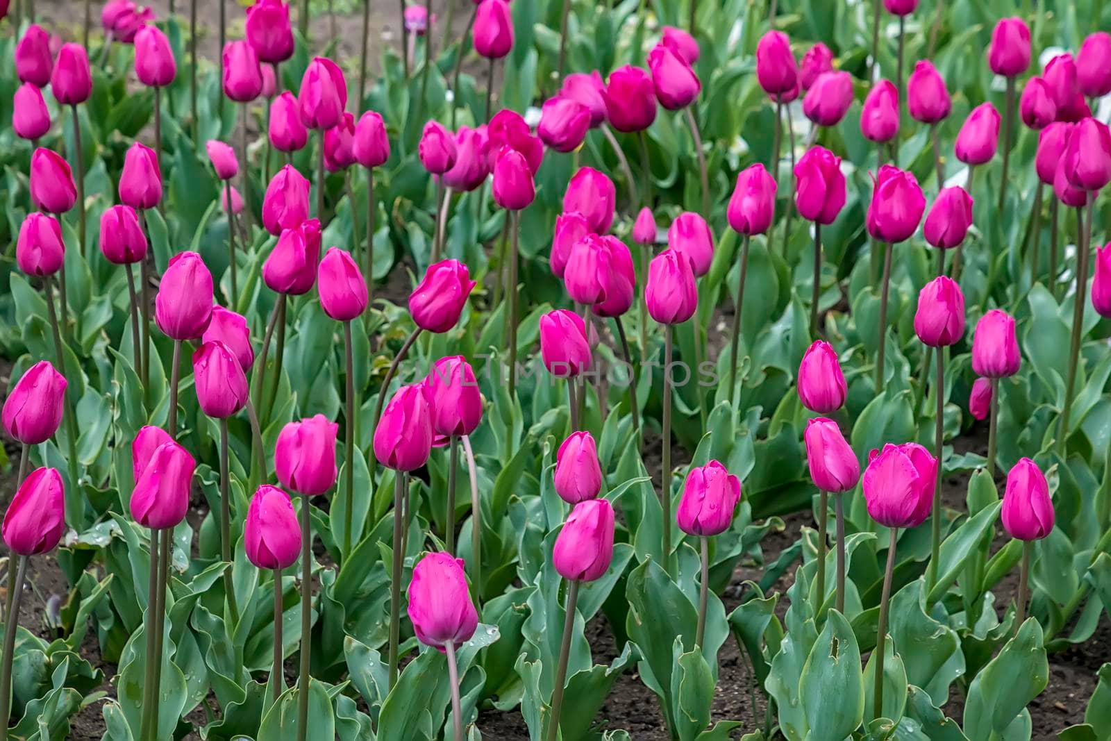 Tulip flower. Colorful tulips flower in the garden. Beautiful tulips flower for postcard beauty and agriculture concept design.