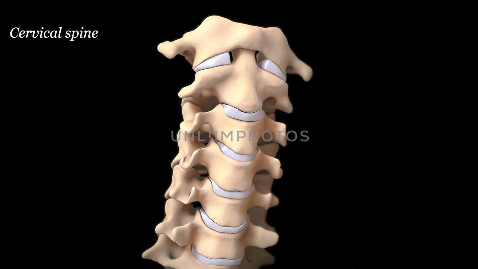 spinal column on black background 3D Render